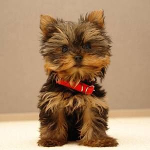 Meet your Posher, Miya